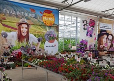 Ook Selecta opresenteerde haar varieteiten op 2 locaties, 1 in Nederland en 1 in Duitsland. Deze foto is van de locatie in Duitsland, in Straelen bij Gärtnerei Christian Filla.